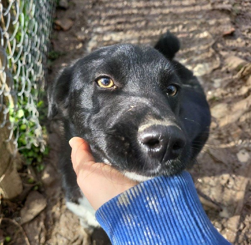 Щенок Маркиз для домашнего содержания