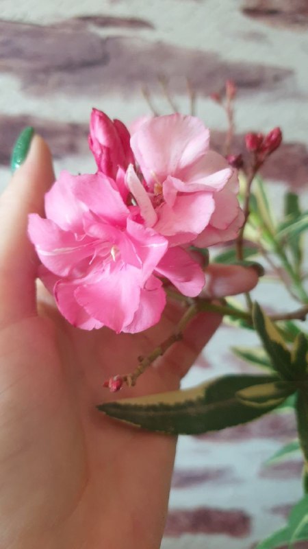 Кротон, Олеандр, Монстера 3