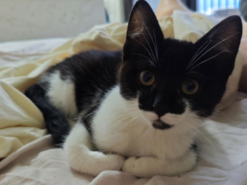 Котенок Пузик ищет дом с игрушками и кормом 5