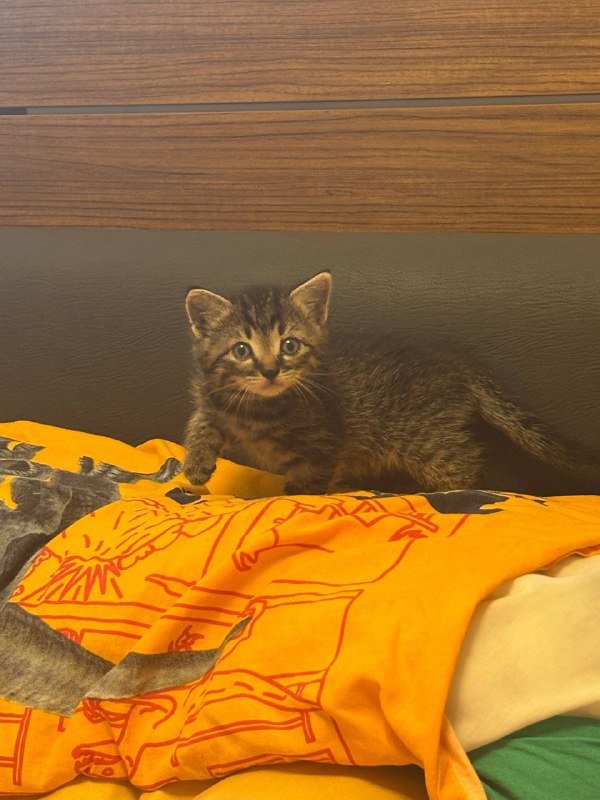 котёнок бесплатно 4