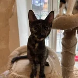 Котёнок 1