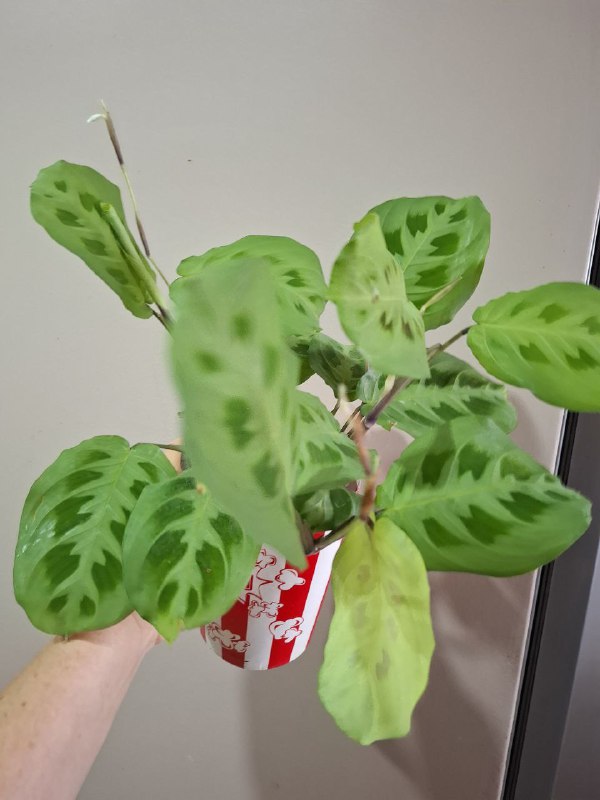 Минимонстера косая, большая монстера, маранта, суккуленты, бегония, сингониумы, папоротник 2