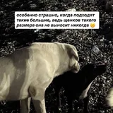 Ищем домик для маленькой собачки 2