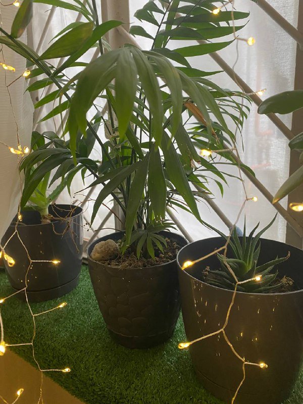 Комнатные растения 4