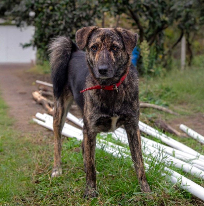 Тигра собака 1 год стерилизована вакцинирована