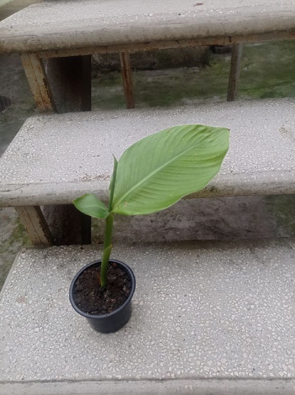 Банановое дерево
