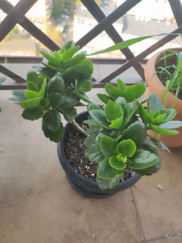 Драцены большая, с красным цветком, денежное дерево, авокадо, весенние цветы, живая ёлка 6