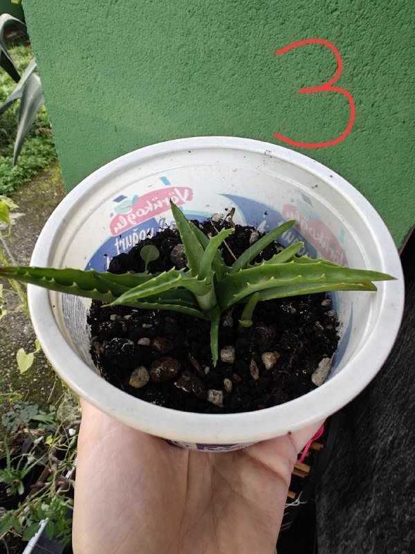 Алоэ в горшках