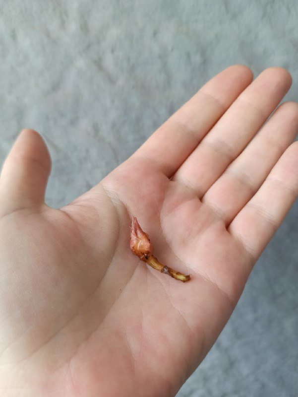 Клубни алоказий Лонгилоба, Нобилис, Жаклин 6