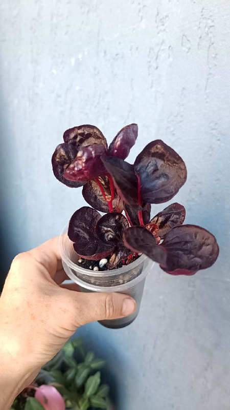 Гипоэстес розовый, Ирезине малиновый, Ирезине Хербста, Традесканция Коллизия Элеганс, Традесканция Сеткреазия вариегатная 2