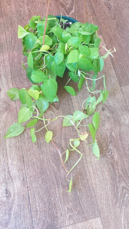 Папоротник, Филодендрон, Калатея, Арека 2