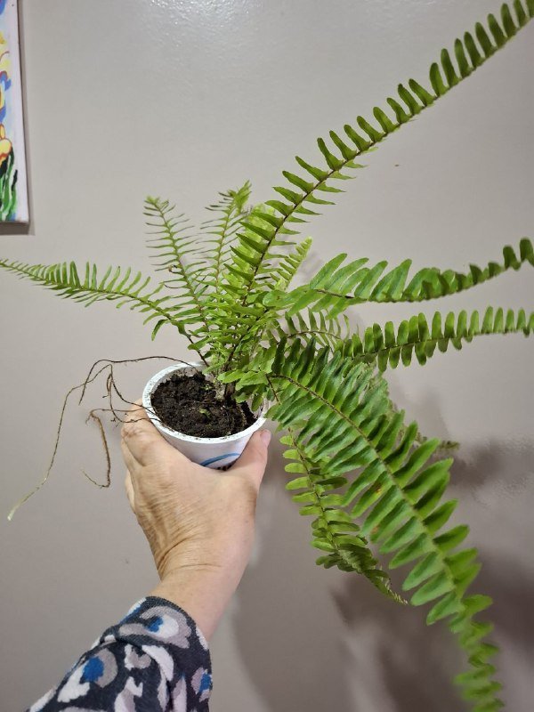 Монстера, Хлорофитум, Перец, Папоротники, Суккуленты, Фикус, Строманта, Эуфорбия 2