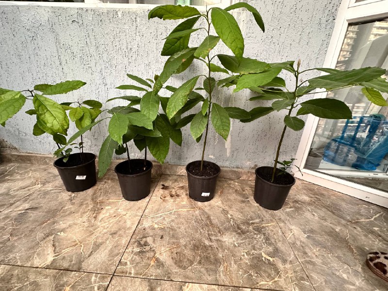 Комнатные растения: традесканция, мини-хризантемы, авокадо, Phalaenopsis mini 9
