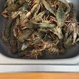 Живые раки и рыба 3
