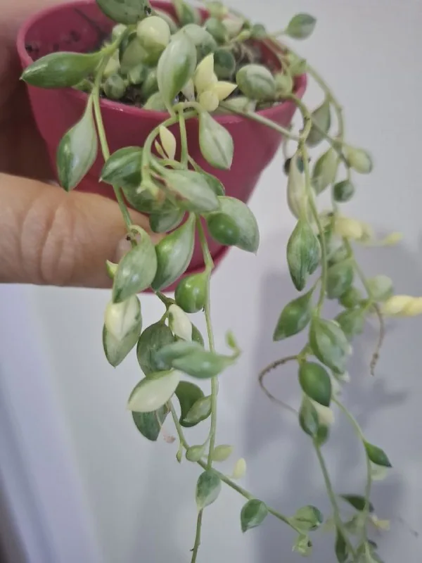 Суккуленты, традесканция, дерево любви, кактус 5