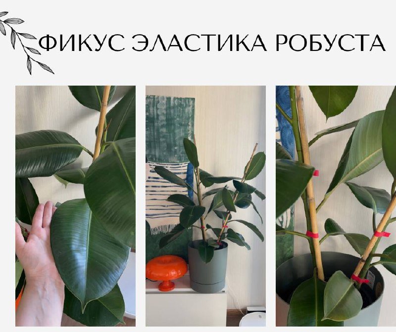 Фикус эластика робуста с горшком