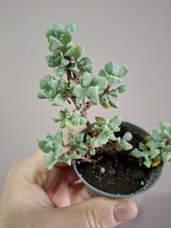 Рассада перцев, суккуленты, сингониум, эхеверия, алоэ, индийский лук 6