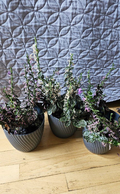 Комнатные цветы с горшками Фикус, Авокадо, Пальма, Вриезия, Гипоэстес 7