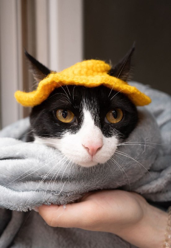 Кошка Софи ищет дом 2