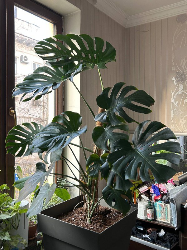 Монстера 1,80 см в горшке 2