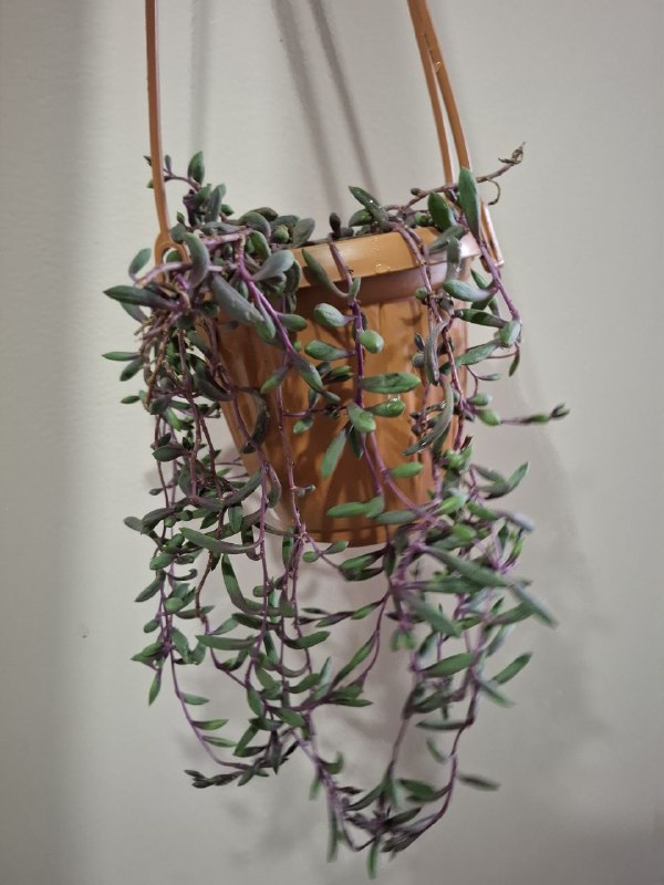 Монстера, геффлера, фикус, строманты, оттона, портулак цветущий 7