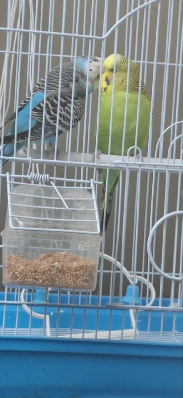 Попугаи в клетке