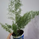 Аспарагусы, хамедорея, крассула, очиток, монстеры, суккуленты 2
