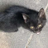 Отдам котёнка в добрые руки 2