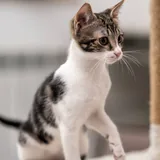 Котенок Сириус 5