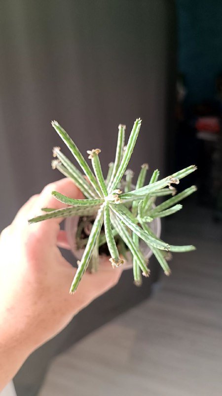 Растения Каланхоэ, Граптоседум, Крассула 7