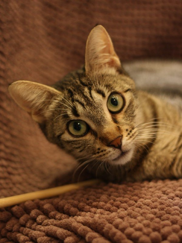 Кошечки Альфа и Юми ищут дом бесплатно