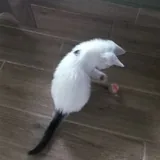 Котёнок-девочка 3