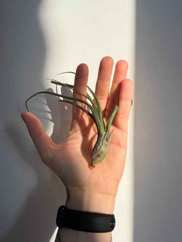 Тилландсия Псевдобали 3