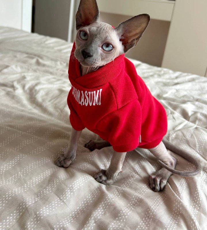 Котёнок сфинкса с вещами 2