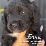 Щенки в добрые руки 6