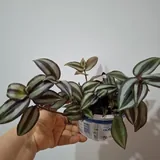 Oxalis, succulents, and houseplants 6