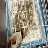 Морская свинка девочка 3