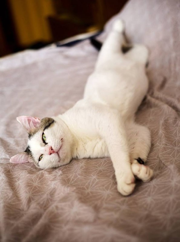 Кот элай для дома 5