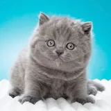 Котята британской породы 2