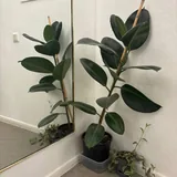 Фикусы 1