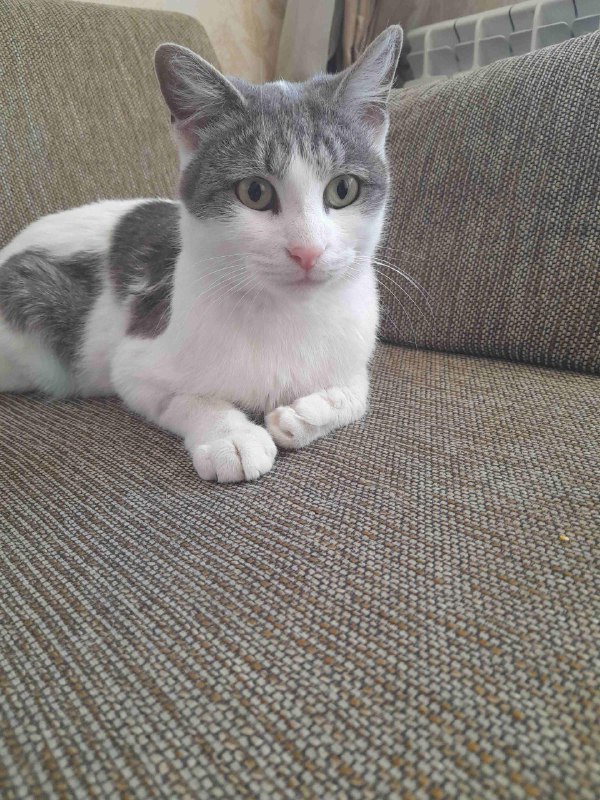 Кошка Мышка белая с серыми пятнами в дар 5