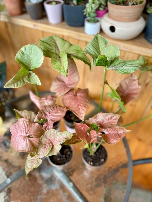 Молодые росточки Пинк Неон в прозрачном грунте