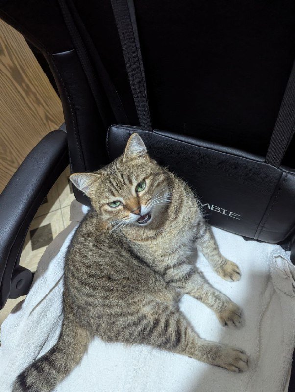 Разные товары: рыбий жир, криптокошелёк, оперативная память, камеры, книги, кеды, витамин D3, чехол для седла, лоток для питомца, кошка 5