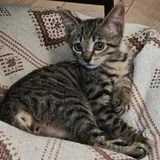 Котенок Гарри 5