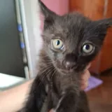 Котята, монстеры, аспарагусы, калатеи 2