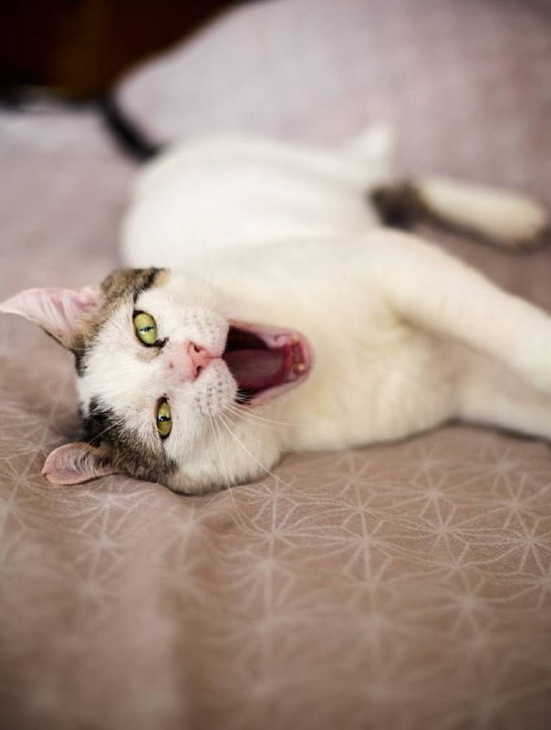 Кот Элай ищет дом 3