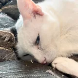 Кошка Луми ищет дом 6