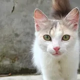 Кошка и котенок 3