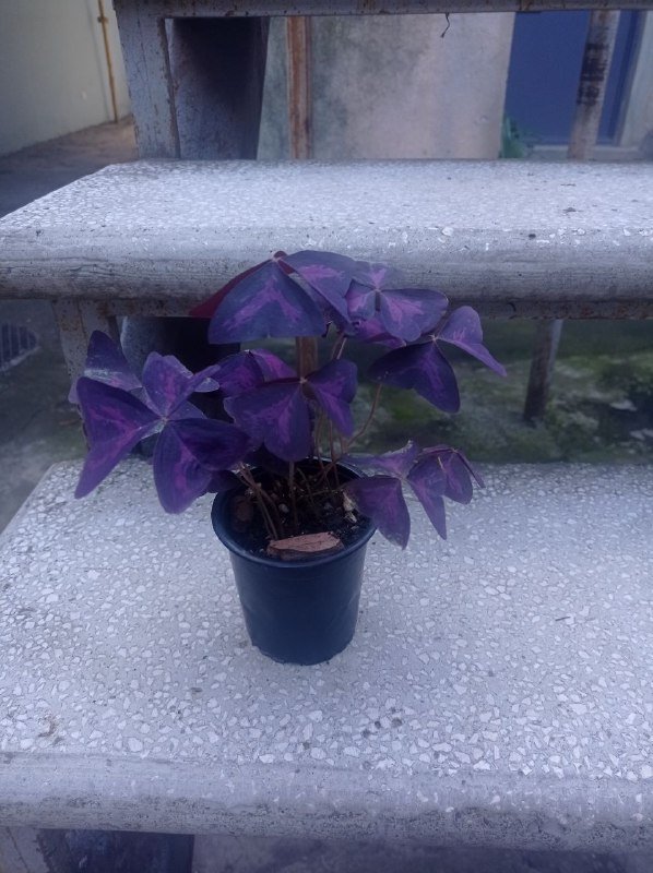 Кислица в горшке