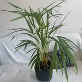 Комнатные растения 9